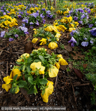 © 2026 Mark Schenkman. All Rights Reserved. From Barefoot Contessa Photo Adventures.  For usage and fees, please e-mail TBC (at) BCphotoadventures (dot) com or contact us at 310 Lafayette Drive, Hillsborough, NC  27278 or at 1-919-643-3036 before 9 p.m. Eastern Time, ET, and I will put you in  touch with the artist. travel photography workshops, digital photography, landscapes, street photography, photo workshops, photography tours usa, travel photography, travel adventures, photo tours, Barefoot Contessa Photo Adventures